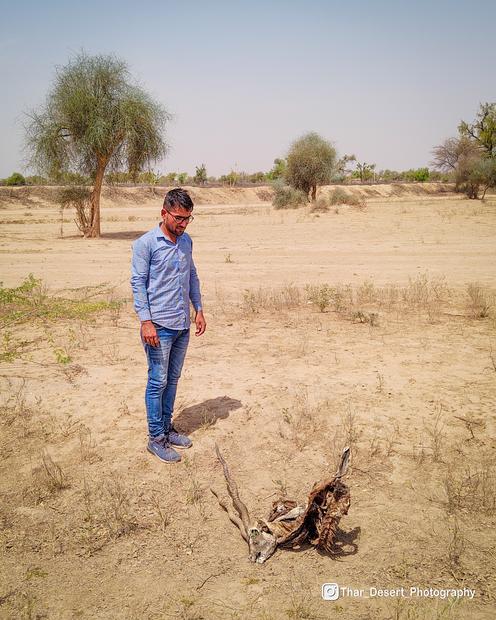 Wildlife at Dhawa Doli